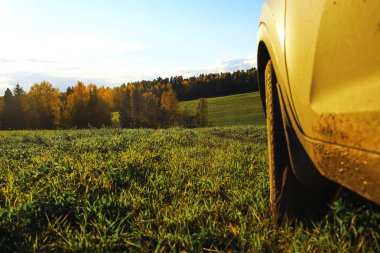 Sonbahar orman alanında