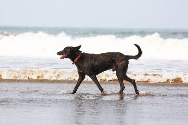 Deniz kıyısı üzerinde oynayan köpek