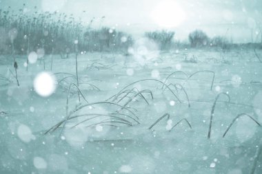 Karda kurumuş çimenler