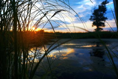 Suyun kenarında günbatımında çimen