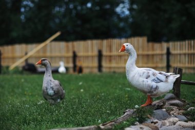 Bir gün bir çiftlikte kaz