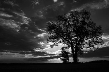  günbatımı gökyüzü ve ağaç