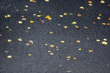 Dalları üzerinde sarı yapraklar