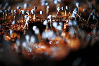 Sonbahar ormanındaki mantarlar