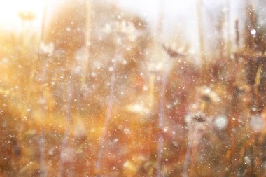 çiçek arka plan bulanık