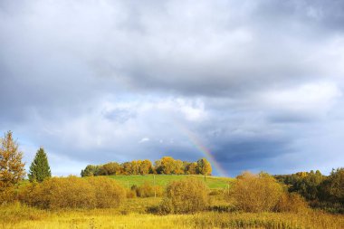 Bir alanda büyüyen çalı