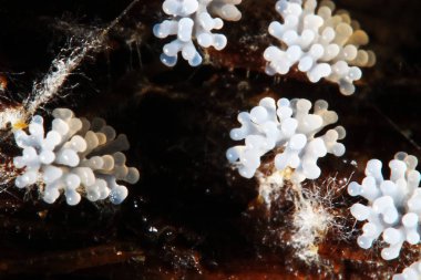 Bir ağaç üzerinde mercan mantar