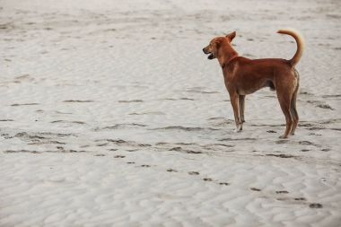 Deniz kıyısı üzerinde oynayan köpek