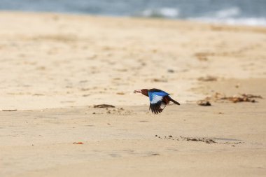kumlu plaj üzerinde uçan kuş