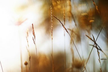 Çiçekleri yeşil çayır on