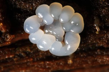 Bir ağaç üzerinde mercan mantar