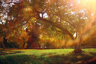 Sonbahar parkında ağaçlar