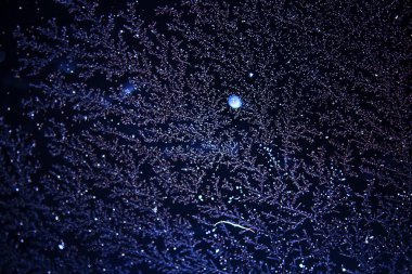 Hoarfrost ve kar desenleri