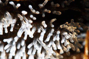 Bir ağaç üzerinde mercan mantar