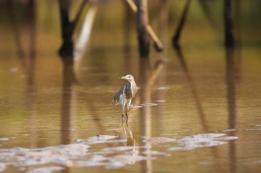 Kıyıya yakın suda kuş