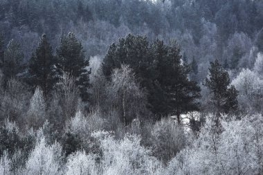Karla kaplı kış ormanı