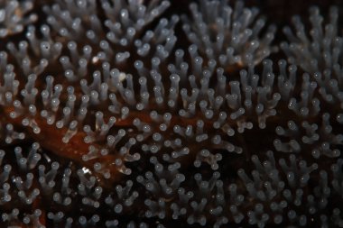 Bir ağaç üzerinde mercan mantar