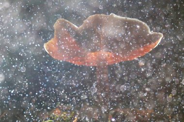 Sonbahar ormanında mantar.