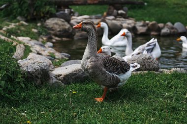 Bir gün bir çiftlikte kaz