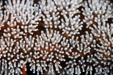 Bir ağaç üzerinde mercan mantar