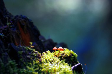 Sonbahar ormanındaki mantarlar