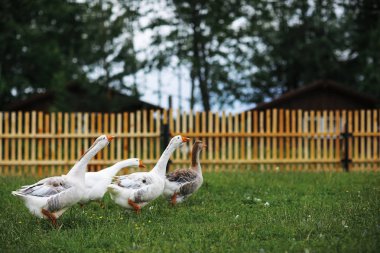 Bir gün bir çiftlikte kaz