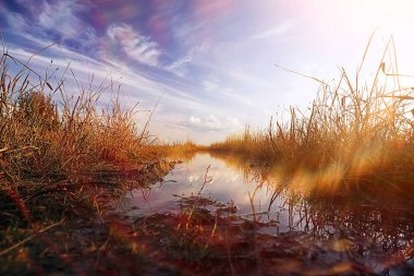  nehir kenarında büyüyen çavdar