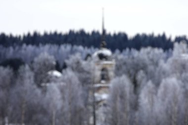 Orman arka plan bulanık