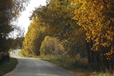 Bir alanda büyüyen çalı
