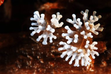 Bir ağaç üzerinde mercan mantar