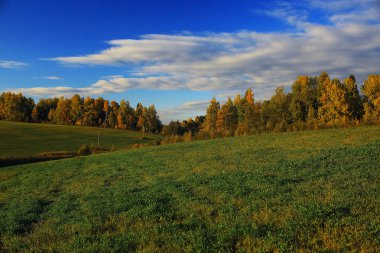 Sonbahar orman alanında