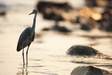 Kumsalda bir kuş yürüyor.