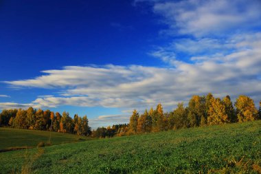 Sonbahar orman alanında