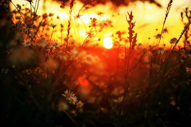 Gün batımında alanında çimen