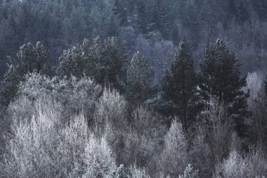 Karla kaplı kış ormanı