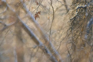 Kışın ağaç dalları