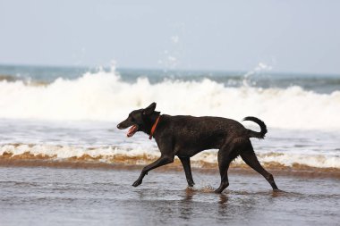 Deniz kıyısı üzerinde oynayan köpek