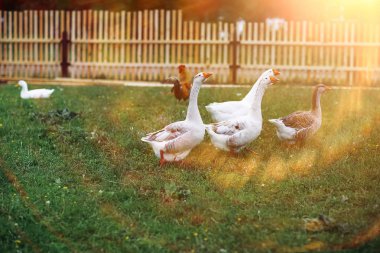 Bir gün bir çiftlikte kaz