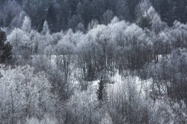 Karla kaplı kış ormanı