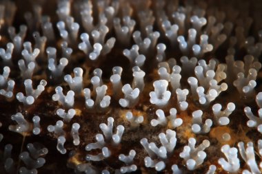 Bir ağaç üzerinde mercan mantar