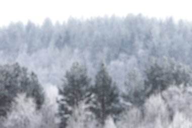 Orman arka plan bulanık