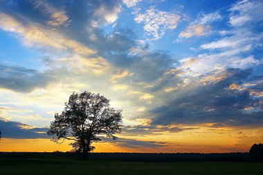 Akşamları alanında çimen
