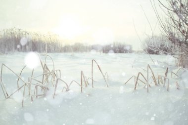 Karda kurumuş çimenler