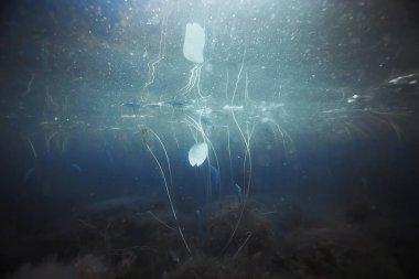 Yosun ve mercan ile deniz dibinin