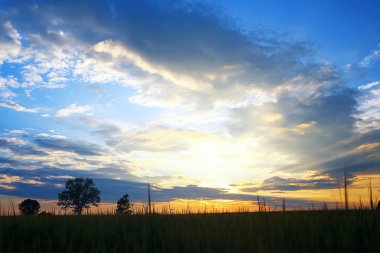 Akşamları alanında çimen