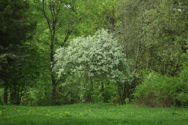  Parkta yeşil ağaçlar 