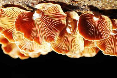 Sonbahar ormanındaki mantarlar