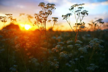 Akşamları alanında çimen