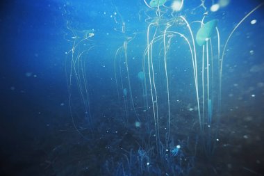 Yosun ve mercan ile deniz dibinin