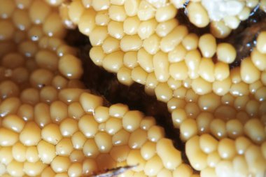 Bir tuval sarı tohum hücrelerinde